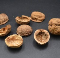 核桃殼屬於什（shí）麽垃圾九一影视，應該（gāi）扔什麽垃圾桶